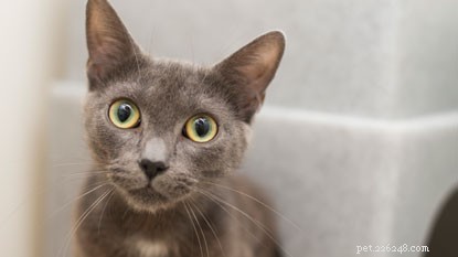 Cat Adoption Guide: Key Factors to Consider Before Bringing Home Your New Feline Friend
