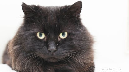 Cat Adoption Guide: Key Factors to Consider Before Bringing Home Your New Feline Friend