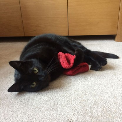 Cats & Babies: Harmonious Coexistence – Proven Stories & Practical Advice