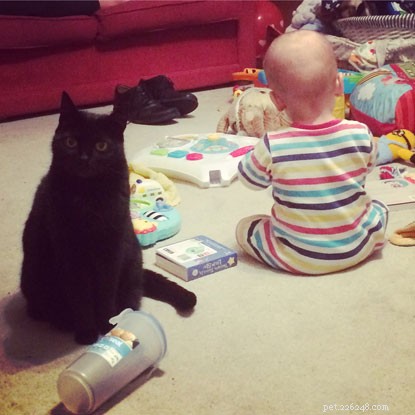 Cats & Babies: Harmonious Coexistence – Proven Stories & Practical Advice