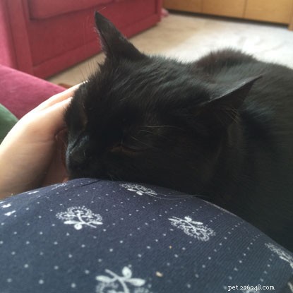 Cats & Babies: Harmonious Coexistence – Proven Stories & Practical Advice