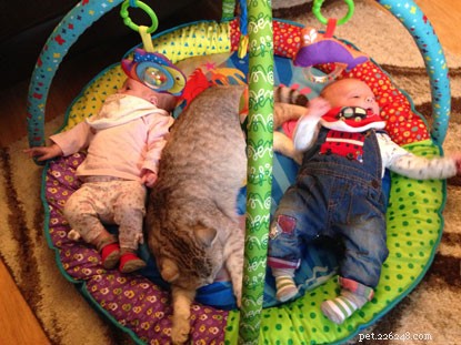 Cats & Babies: Harmonious Coexistence – Proven Stories & Practical Advice