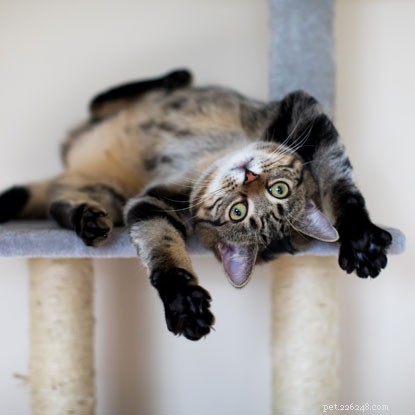 Tiny Kitten Rescued From Wall and Settled Into New Home