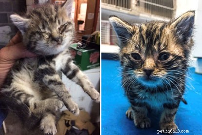 Tiny Kitten Rescued From Wall and Settled Into New Home