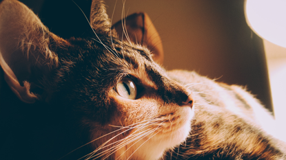 How Long Does an Indoor Cat Need to Adjust to a New Home?