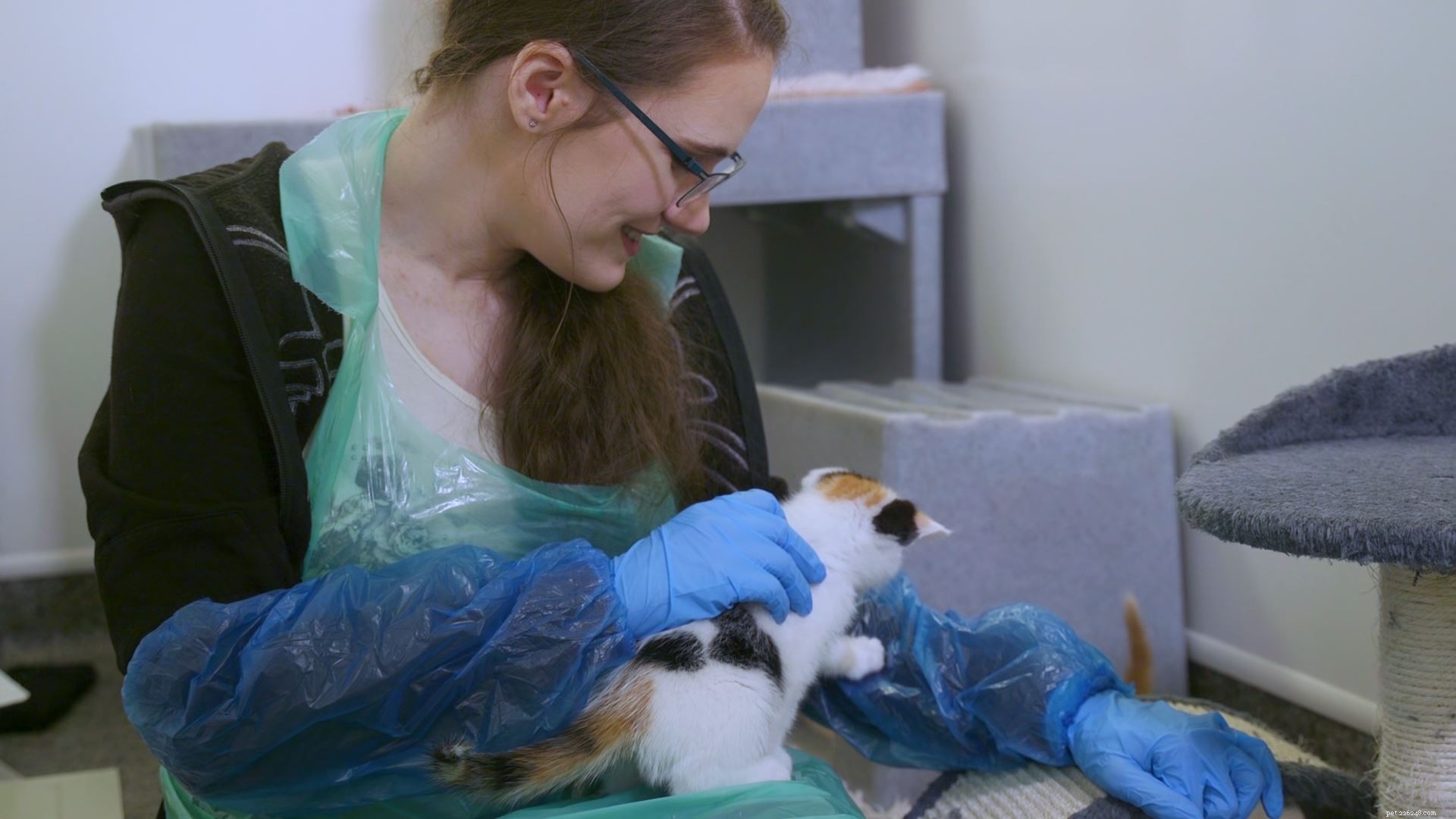 How Volunteering with Cats Boosts Your Mental Health: Proven Benefits
