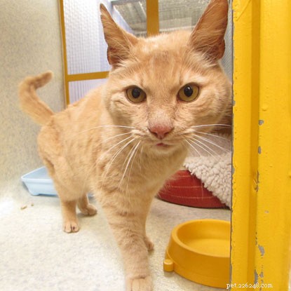 Microchip Traces Ringo Back to Owners After Five Years – A Heartwarming Success Story