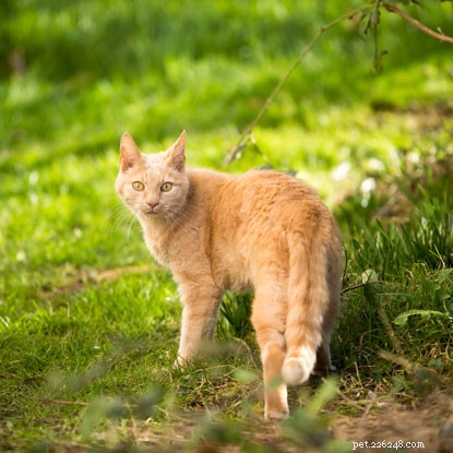 Microchip Traces Ringo Back to Owners After Five Years – A Heartwarming Success Story