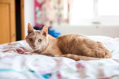 Microchip Traces Ringo Back to Owners After Five Years – A Heartwarming Success Story