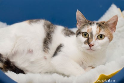 Farewell to Daisy and Her Litter: Kittens Find Forever Homes