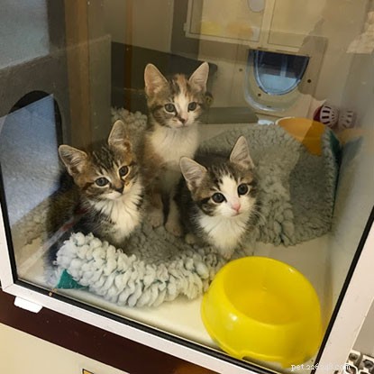 Farewell to Daisy and Her Litter: Kittens Find Forever Homes
