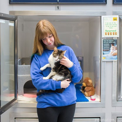 Volunteering as a Cat Handler: Your Role, Responsibilities, and Impact