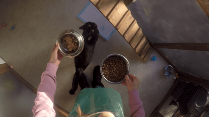 Volunteer Week: Discover the Joy of Fostering Cats & Kittens with Cats Protection