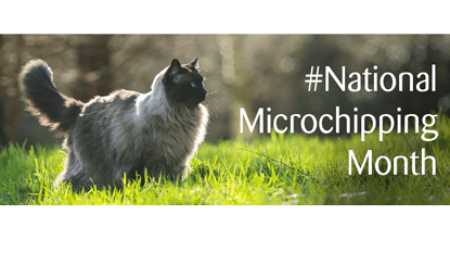 Distinguishing Stray vs. Feral Cats: A Quick Guide for Careful Finders