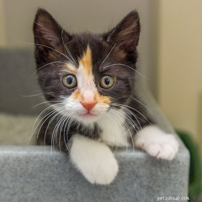 Why Do Cats Stare at Us? Uncovering the Hidden Reasons Behind This Mysterious Behavior
