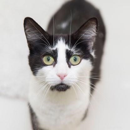 Why Do Cats Stare at Us? Uncovering the Hidden Reasons Behind This Mysterious Behavior