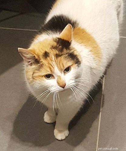 Microchip Quickly Reunites Lost Cat Chloe with Her Family