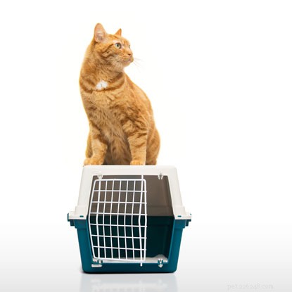 Step-by-Step Guide to Train Your Cat: Litter Tray, Flap, and Carrier