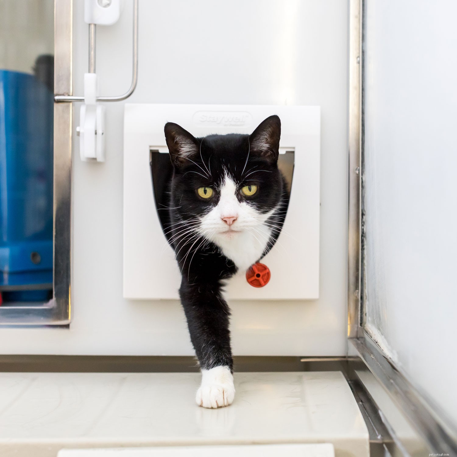 Step-by-Step Guide to Train Your Cat: Litter Tray, Flap, and Carrier