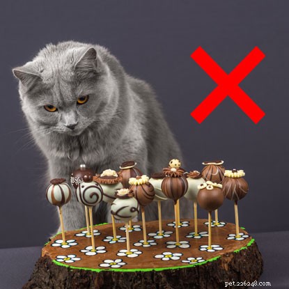 Why Cats Can t Eat Chocolate: The Risks Explained