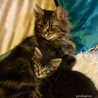 Survivor of Beast from the East: Kitten Overcomes Frostbite to Find a Warm Home