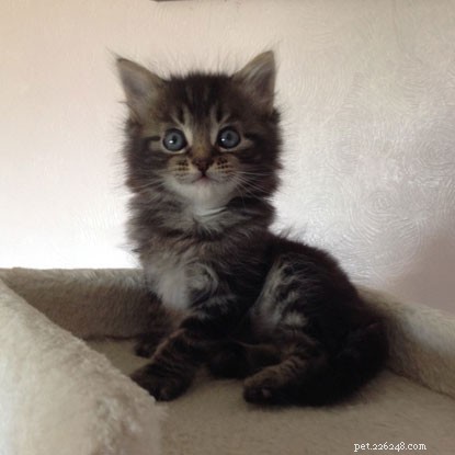 Survivor of Beast from the East: Kitten Overcomes Frostbite to Find a Warm Home