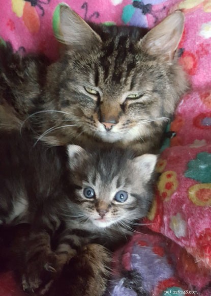 Survivor of Beast from the East: Kitten Overcomes Frostbite to Find a Warm Home