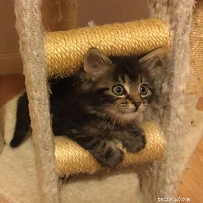 Survivor of Beast from the East: Kitten Overcomes Frostbite to Find a Warm Home