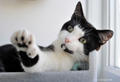 Help Wilbur, the 22-Toed Polydactyl Cat, Find a Forever Home