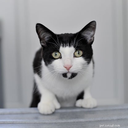 Help Wilbur, the 22-Toed Polydactyl Cat, Find a Forever Home
