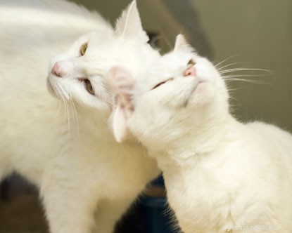 How to Know if Your Cats Get Along: 6 Key Behaviours to Spot Friendship