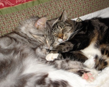 How to Know if Your Cats Get Along: 6 Key Behaviours to Spot Friendship