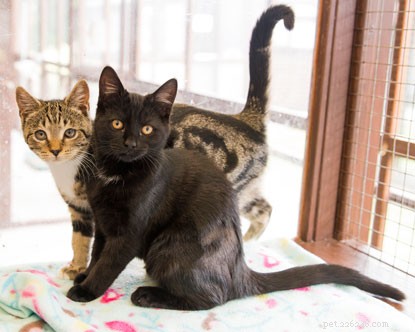 How to Know if Your Cats Get Along: 6 Key Behaviours to Spot Friendship