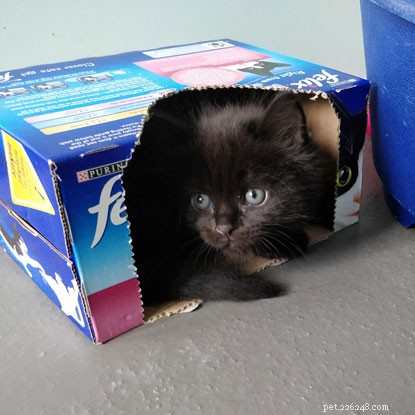 Playful Learning: Guiding Apple & Apricot in Kitten Academy