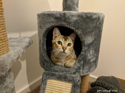 Stowaway Cat Survives Long-Haul Flight to Heathrow, Finds New Home