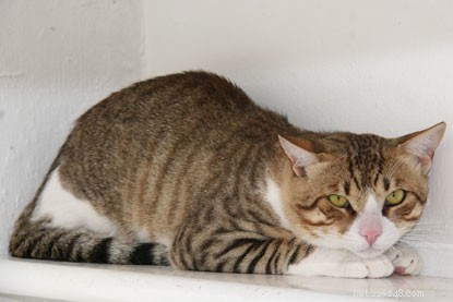 Stowaway Cat Survives Long-Haul Flight to Heathrow, Finds New Home