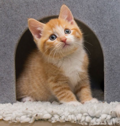 7 Proven Steps to Get Your Cat to Respond When You Call Their Name