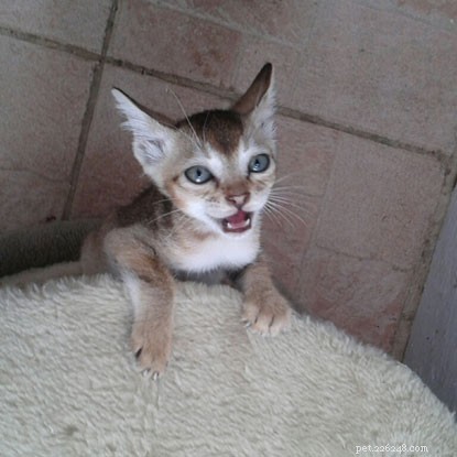 Stowaway Cat Survives Long-Haul Flight to Heathrow, Finds New Home