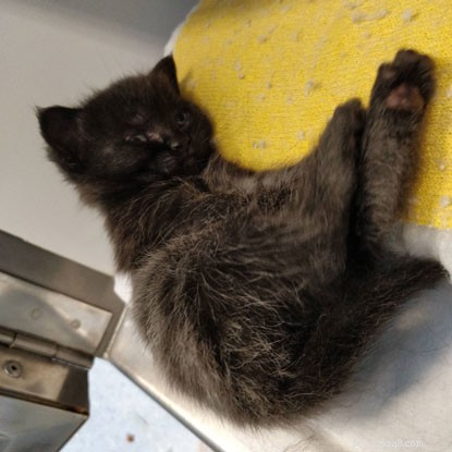 Kitten Academy: Apple & Apricot Explore Sensory Worlds