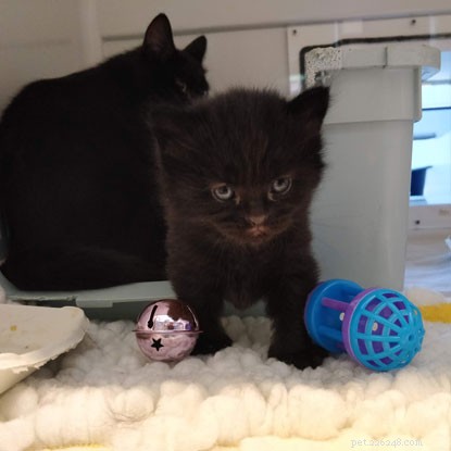 Kitten Academy: Apple & Apricot Explore Sensory Worlds