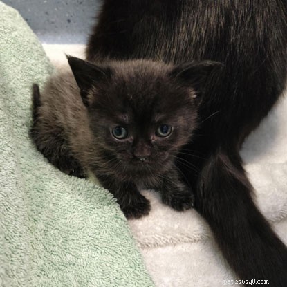 Kitten Academy: Apple & Apricot Explore Sensory Worlds