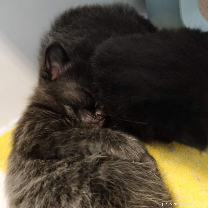 Kitten Academy: Apple & Apricot Explore Sensory Worlds