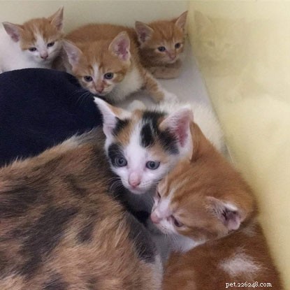 Swansea Radio Staff Rescue Five Kittens From Skip: A Heartwarming Rescue Story