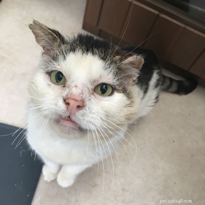 From Battle-Scarred Stray to Beloved Home: Fergal Finds His Forever Family