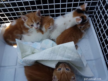 Swansea Radio Staff Rescue Five Kittens From Skip: A Heartwarming Rescue Story
