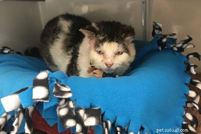 From Battle-Scarred Stray to Beloved Home: Fergal Finds His Forever Family