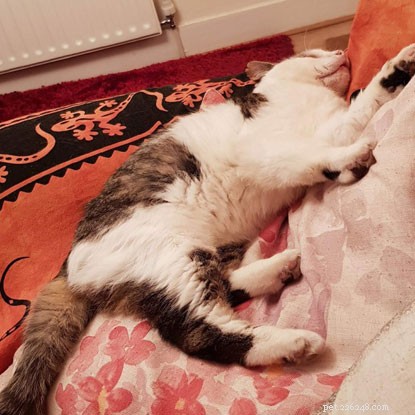 From Battle-Scarred Stray to Beloved Home: Fergal Finds His Forever Family