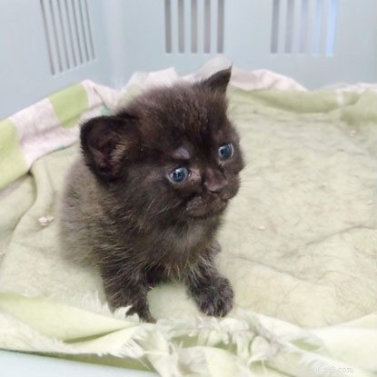 Kittens Apple & Apricot Thrive in Our Kitten Academy: A Week-by-Week Socialization Journey