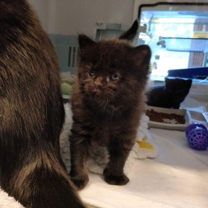 Kittens Apple & Apricot Thrive in Our Kitten Academy: A Week-by-Week Socialization Journey