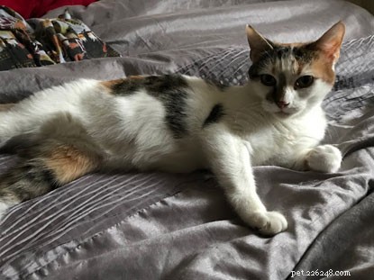Daisy & Her Kittens: New Owners Share How They’re Thriving at Home
